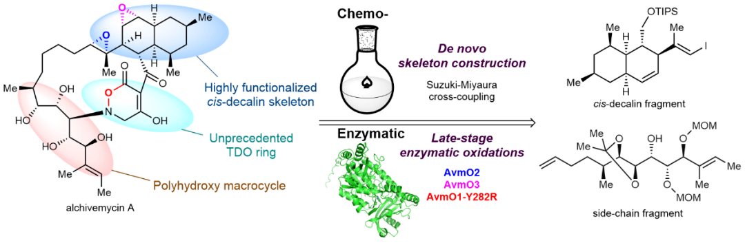 Alchivemycin A的首次全合成(Nature Synthesis 2024).png