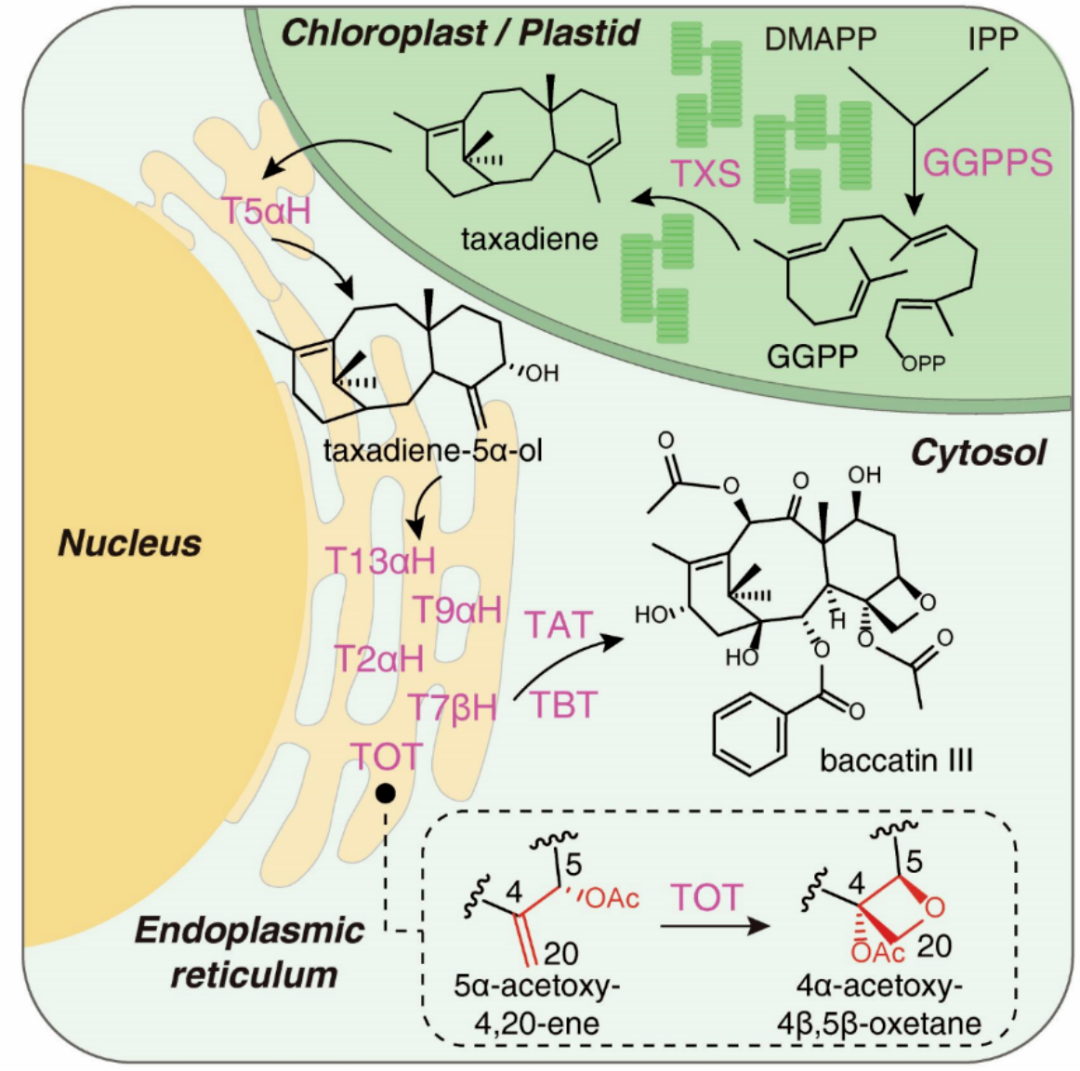 阐明紫杉醇的生物合成途径(Science 2024).png
